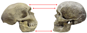 Neanderthal and Moder Homo Sapiens