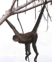 Spider Monkey