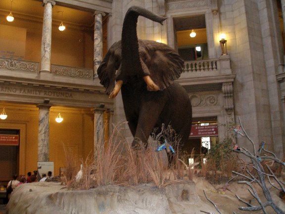 Tantor at the Museum of Natural History