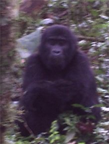 Mountain Gorilla,Bwindi Impenetrable National Park, Uganda