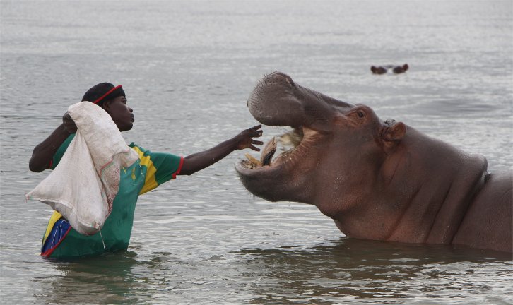 Native Touching Wild Hippo