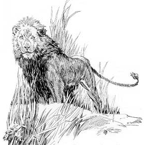XVI. Numa the Lion