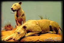 Tsavo Lions on exhibit.