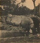 The Elephants Destroyed the Village