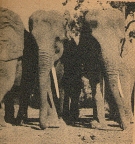 Three Huge Elephants