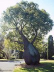 Bottle Tree - Botanical Gardens, Sydney