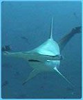 Hammerhead shark