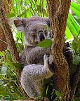 Koala Bear in a Eucalyptus Tree