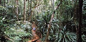 Island jungle vegetation