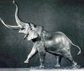 Tantor the Elephant