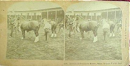 Percheron Horses, Stock Pavilion