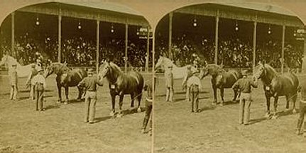 Exhibit of Blooded Horses
