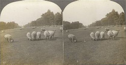 Washington Park Sheep