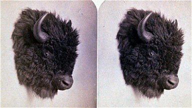 Buffalo