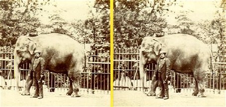 Asian Elephant
