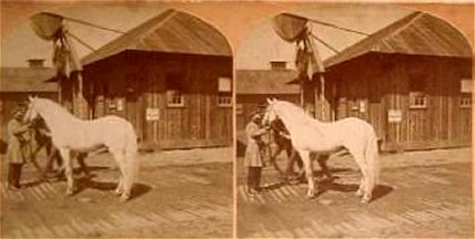 Horse of the Russian Emperor