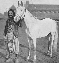 Bedouin Prize Steed