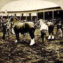 Percheron Horses in the Stock Pavilion