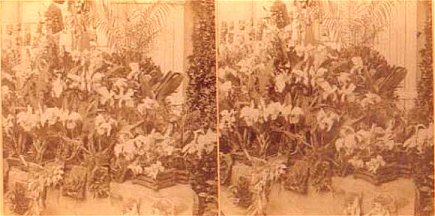 Orchid Exhibit ~ Horticulture Building