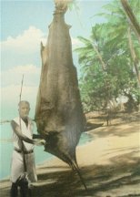 Tahiti ~ Black Marlin