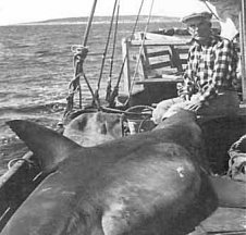 World record Nurse Shark 1936
