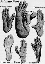 Comparison of Anthropoid Feet