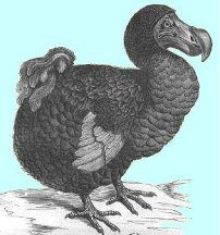 Dodo