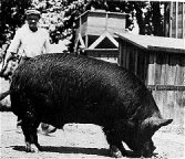 Pete and a Prize Berkshire at the new piggery