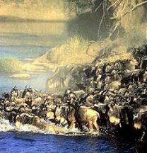 wildebeests at the waterhole