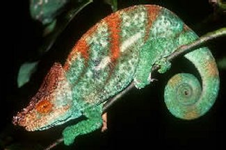 Chameleon of Madagascar
