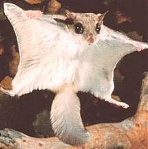 Flying Squirrel