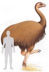 Elephant Birds