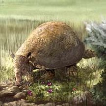 Glyptodont
