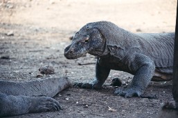 Komodo Dragon