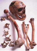 Old Man of La Chapelle-aux-Saints bones