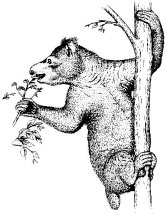 Megaladapis