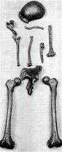 Neander Valley skeleton (repro)