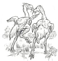 Phoracid flightless birds