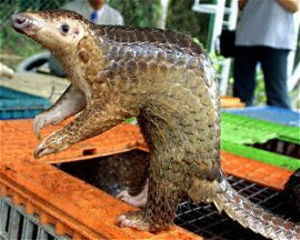 Pangolin