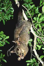 Possum