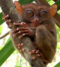 Tarsier