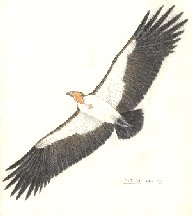 Teratorn