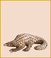 Pangolin