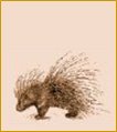 Porcupine