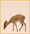 Dik Dik