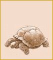 Tortoise
