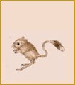 Kangaroo rat