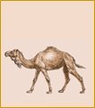 Dromedary