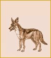 Black loin jackal