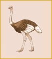 Ostrich